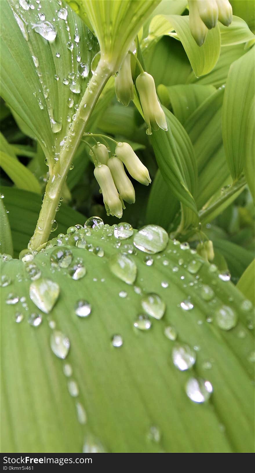 Water, Leaf, Drop, Dew