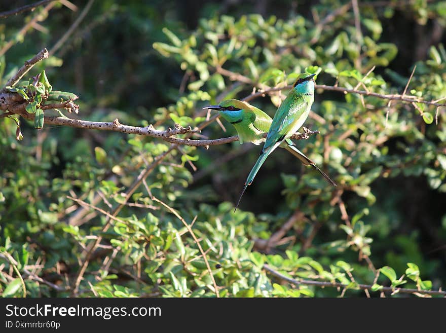 Bird, Fauna, Ecosystem, Wildlife