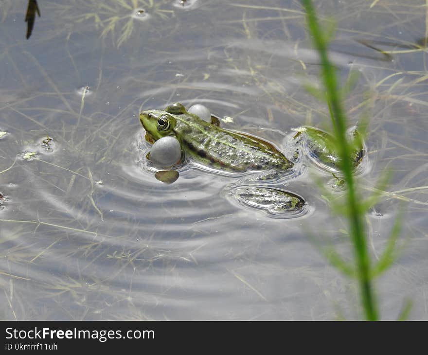 Water, Fauna, Ranidae, Amphibian