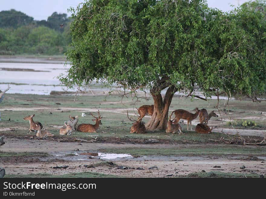 Nature Reserve, Wildlife, Ecosystem, Fauna