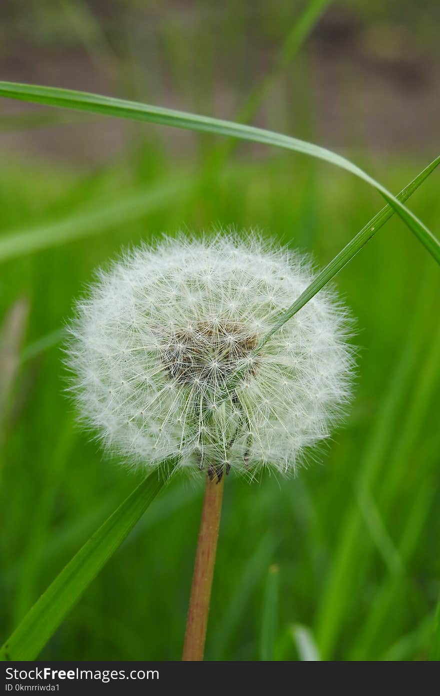 Dandelion, Flower, Flora, Grass