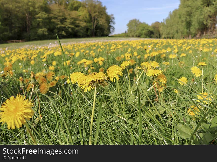 Flower, Prairie, Ecosystem, Yellow