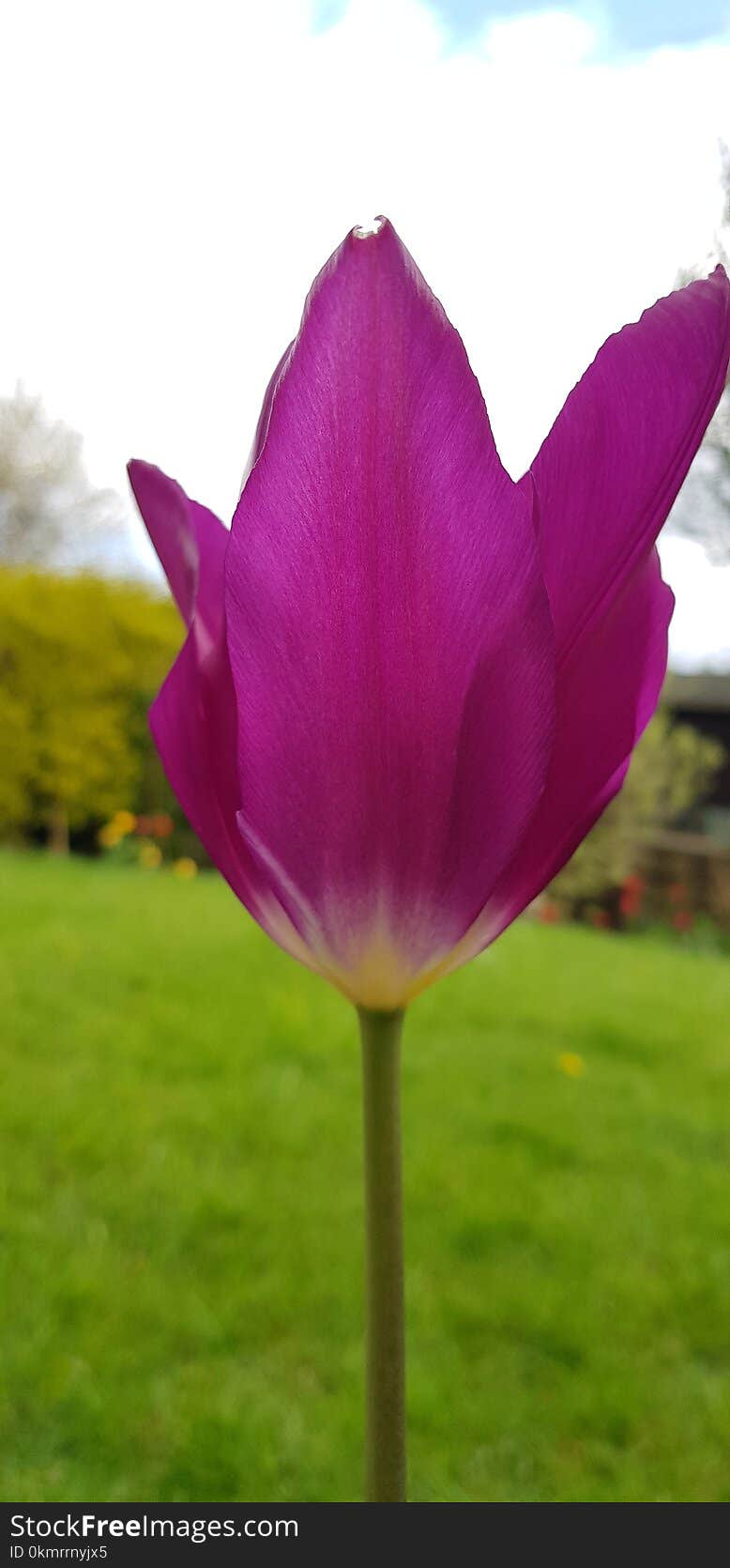 Flower, Plant, Flowering Plant, Pink