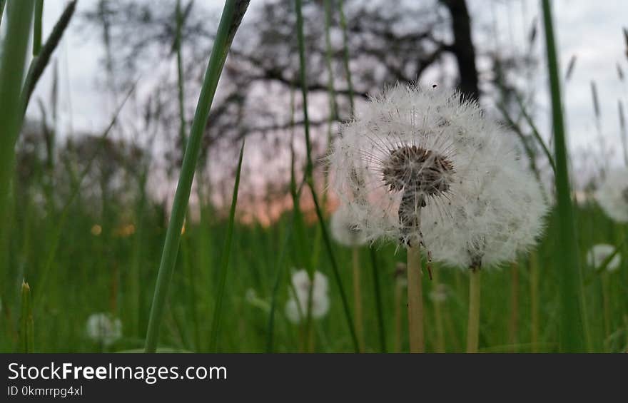 Flower, Dandelion, Flora, Grass