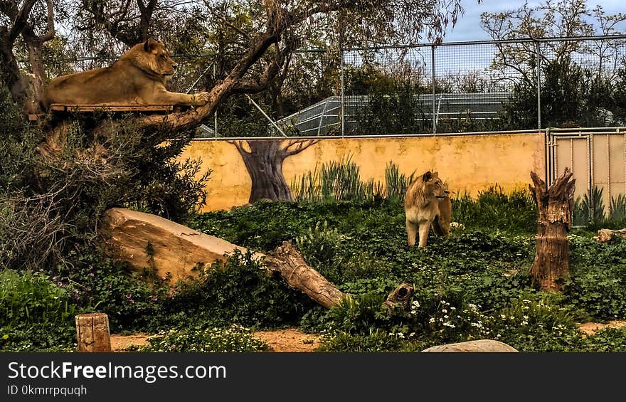 Wildlife, Zoo, Fauna, Tree