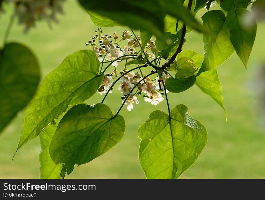 Leaf, Plant, Flora, Tree