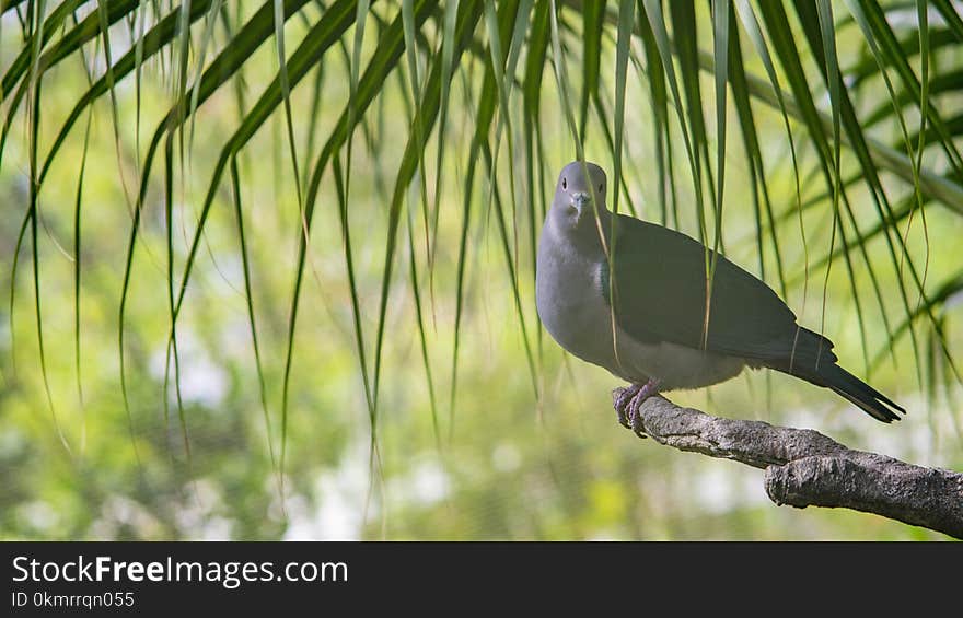 Bird, Fauna, Beak, Ecosystem