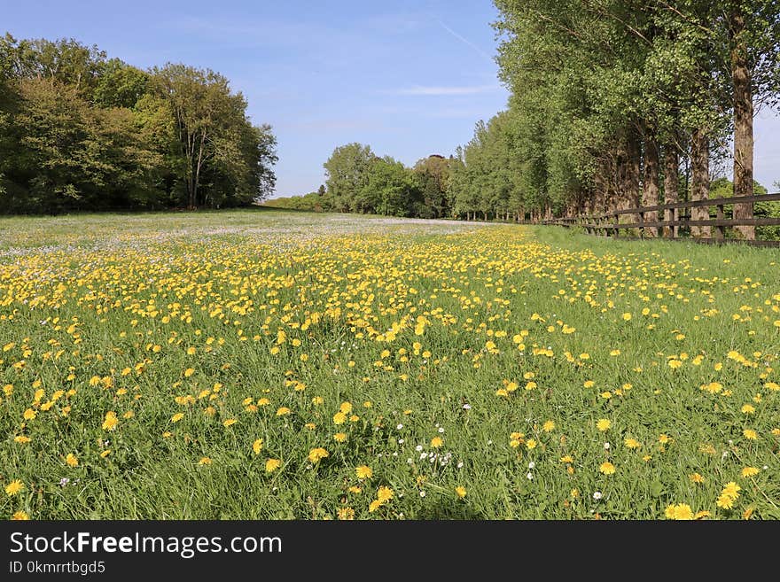 Meadow, Flower, Ecosystem, Vegetation