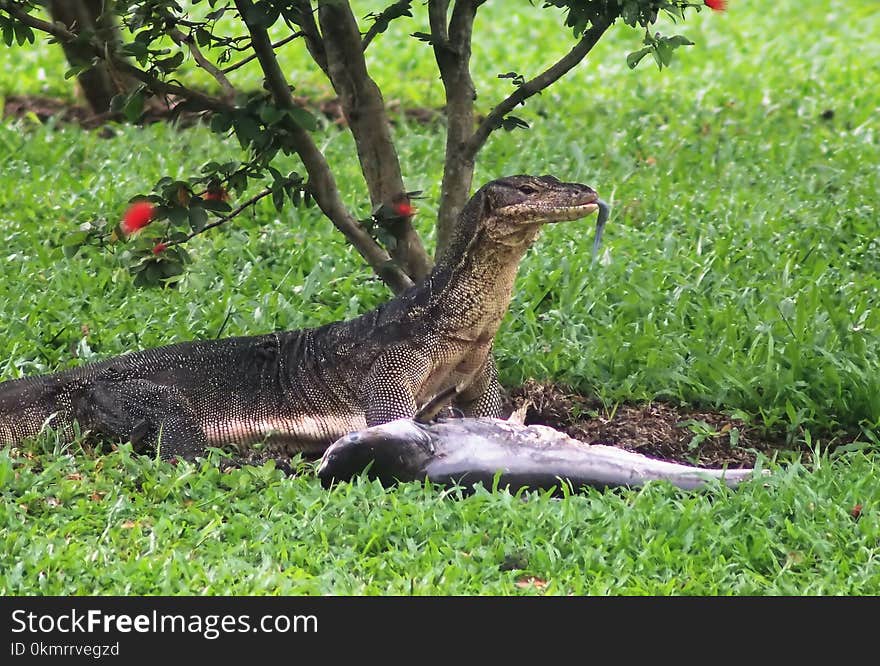 Fauna, Ecosystem, Nature Reserve, Grass