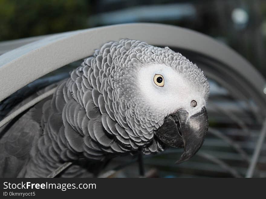 Beak, African Grey, Bird, Fauna