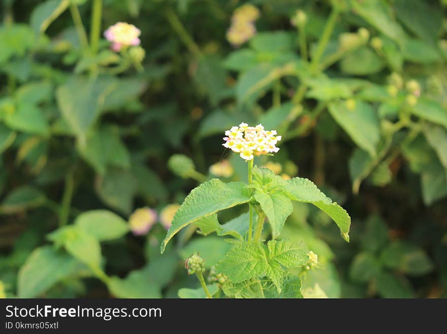 Plant, Flower, Flora, Subshrub