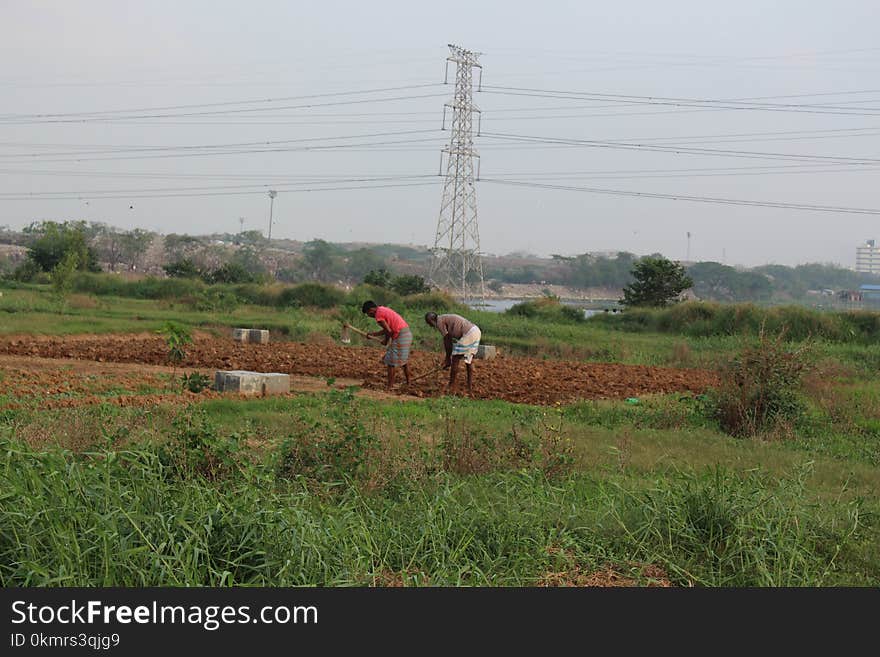 Field, Rural Area, Agriculture, Grass