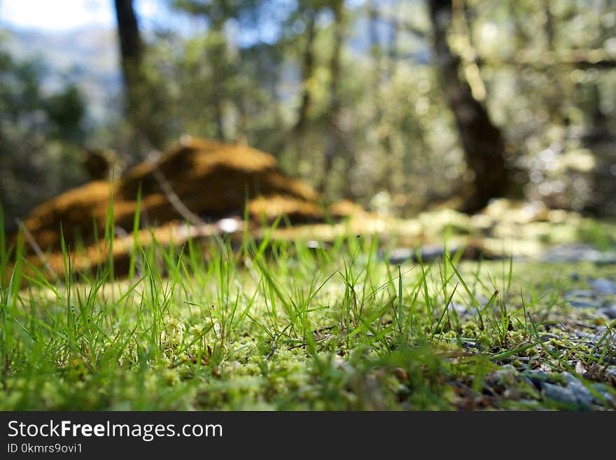 Grass, Wildlife, Ecosystem, Nature Reserve