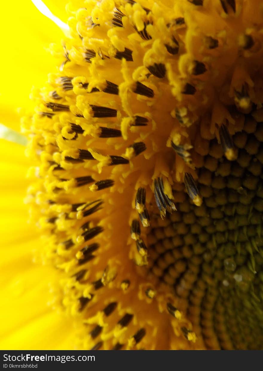 Sunflower, Yellow, Flower, Pollen