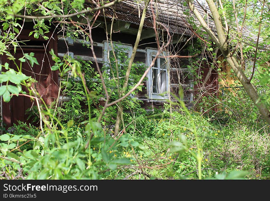 Vegetation, Plant, Grass, Jungle