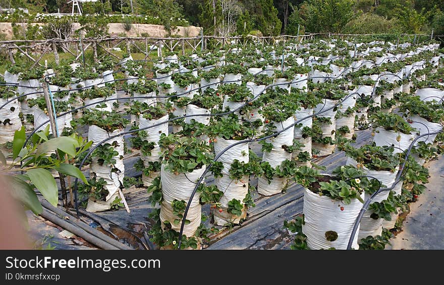 Plant, Tree, Agriculture, Outdoor Structure