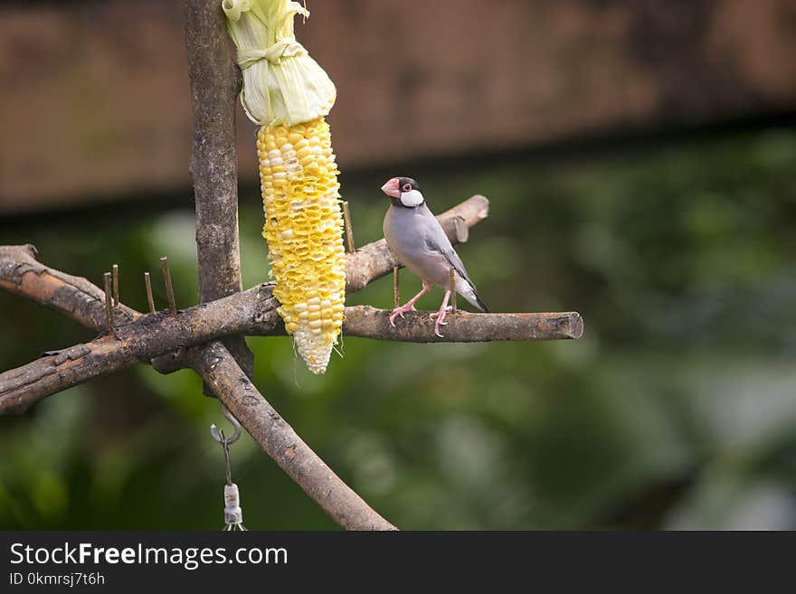 Bird, Fauna, Beak, Branch