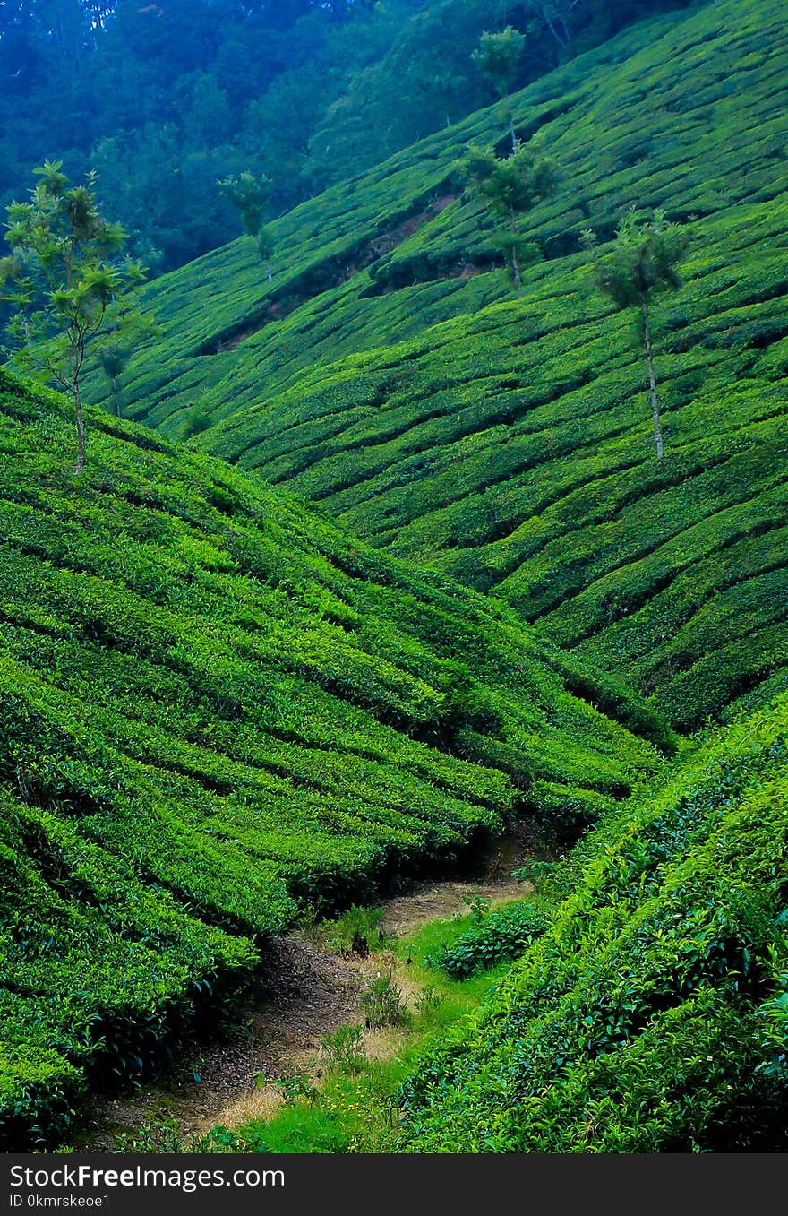 Vegetation, Highland, Nature, Green