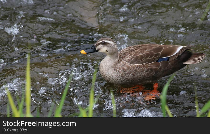 Bird, Duck, Water, Fauna