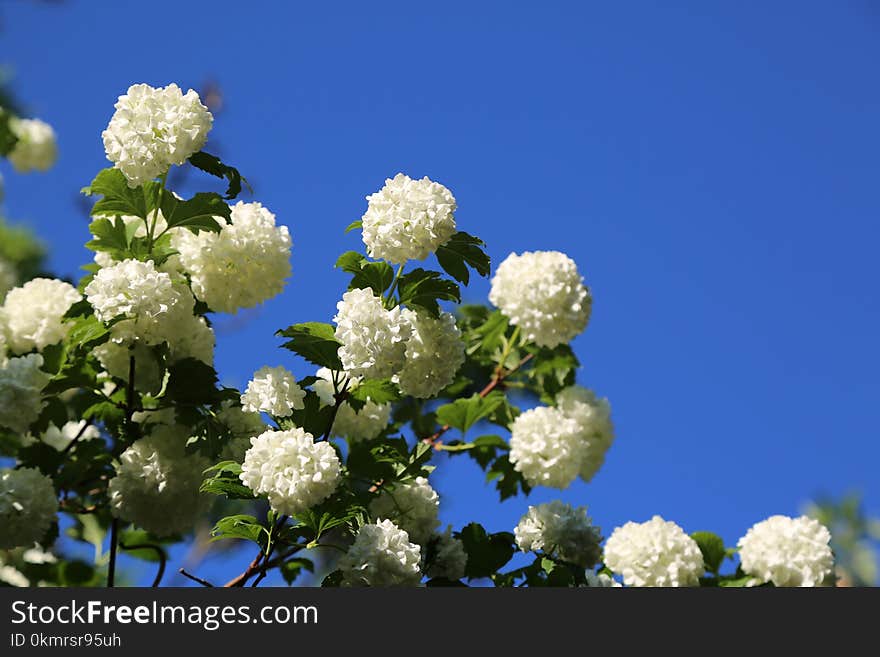 Blue, Flower, Plant, Sky