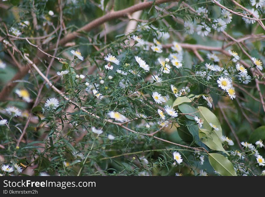 Flora, Plant, Flower, Spring