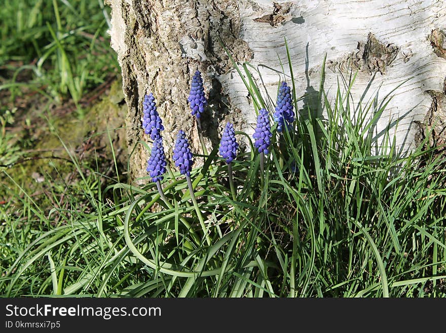 Plant, Flower, Flora, Grass