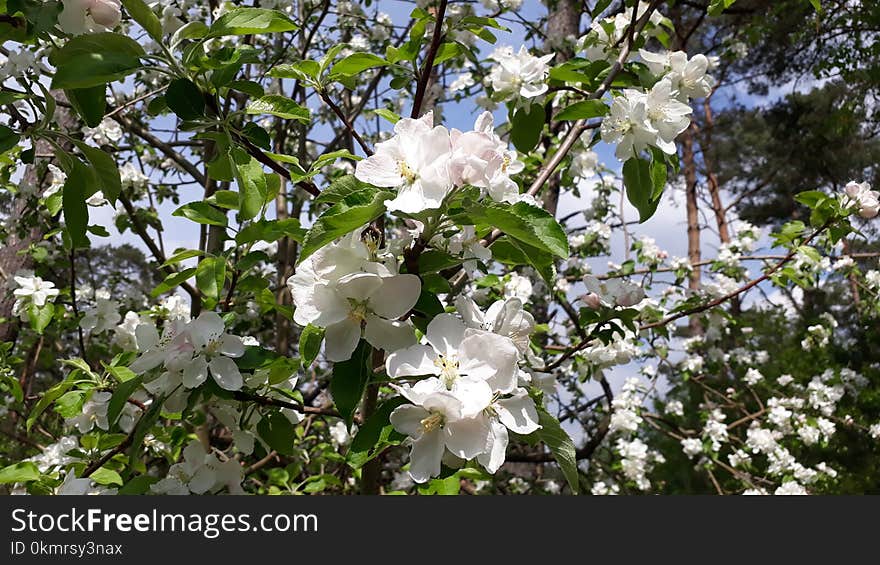 Plant, Flower, Flowering Plant, Spring