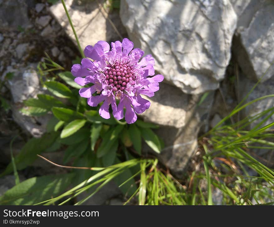 Flower, Plant, Flora, Purple