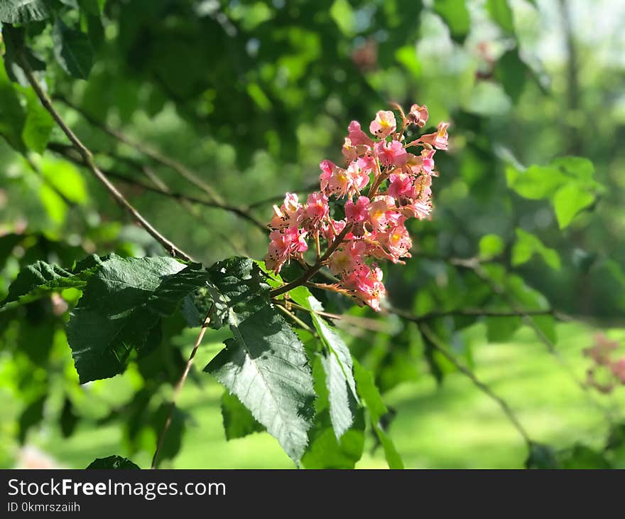 Plant, Flower, Branch, Spring