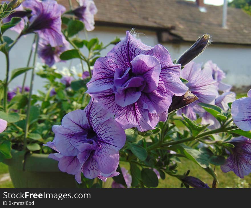 Flower, Plant, Purple, Violet Family