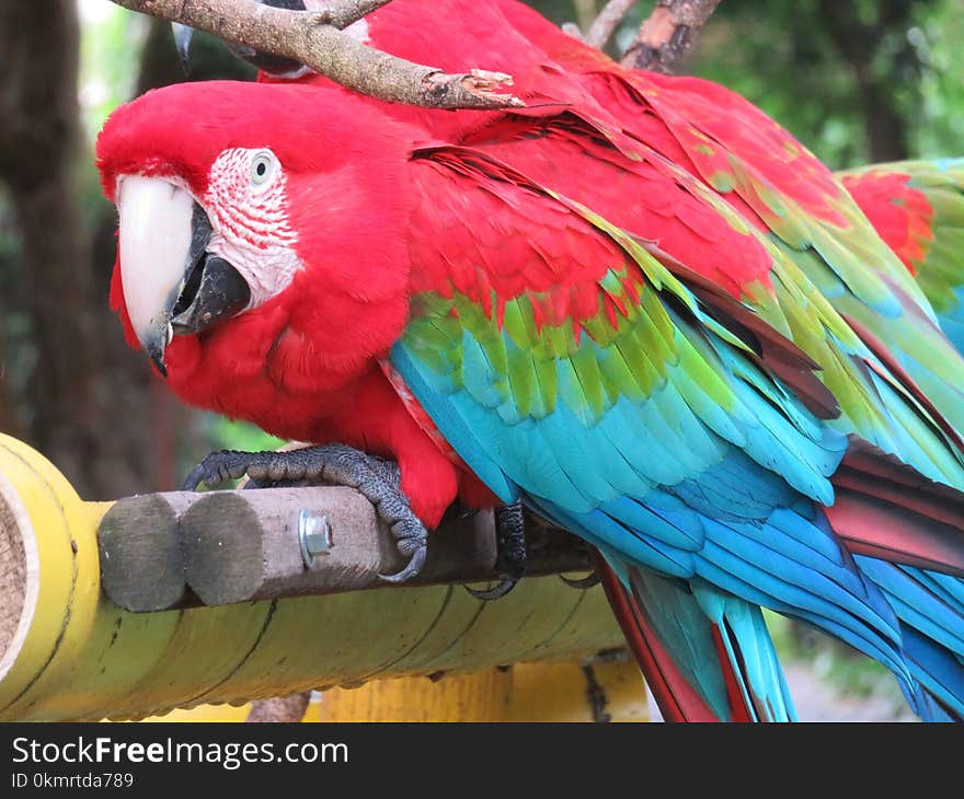 Macaw, Bird, Parrot, Vertebrate