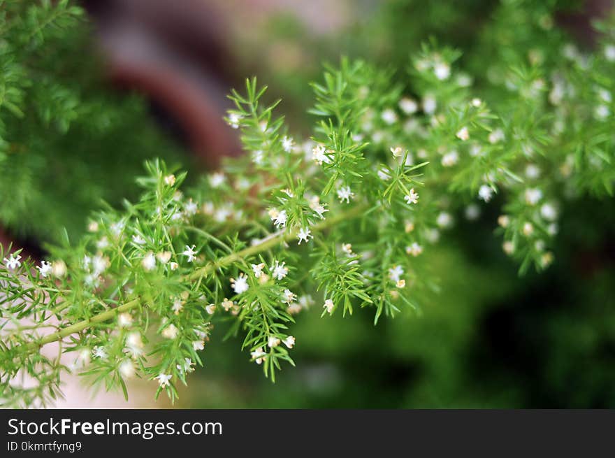 Flora, Plant, Larch, Pine Family