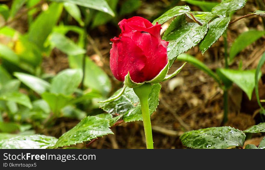 Plant, Flower, Flora, Flowering Plant