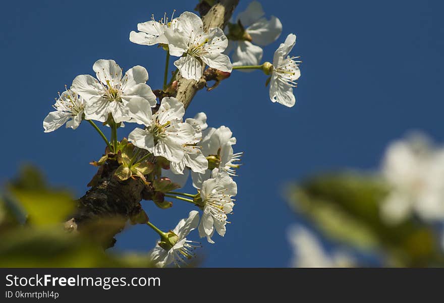 Blossom, Branch, Spring, Sky