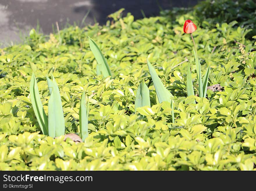 Plant, Grass, Herb, Field