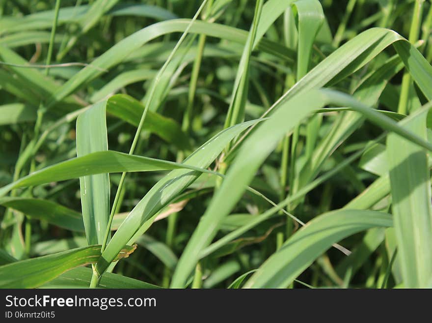 Plant, Grass, Grass Family, Leaf