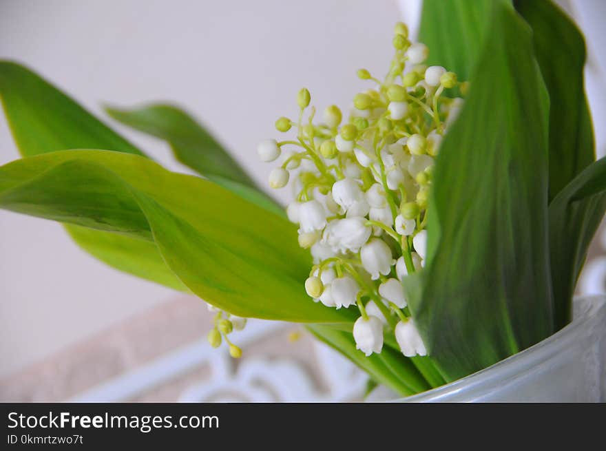 Flower, Plant, Floristry, Flower Bouquet