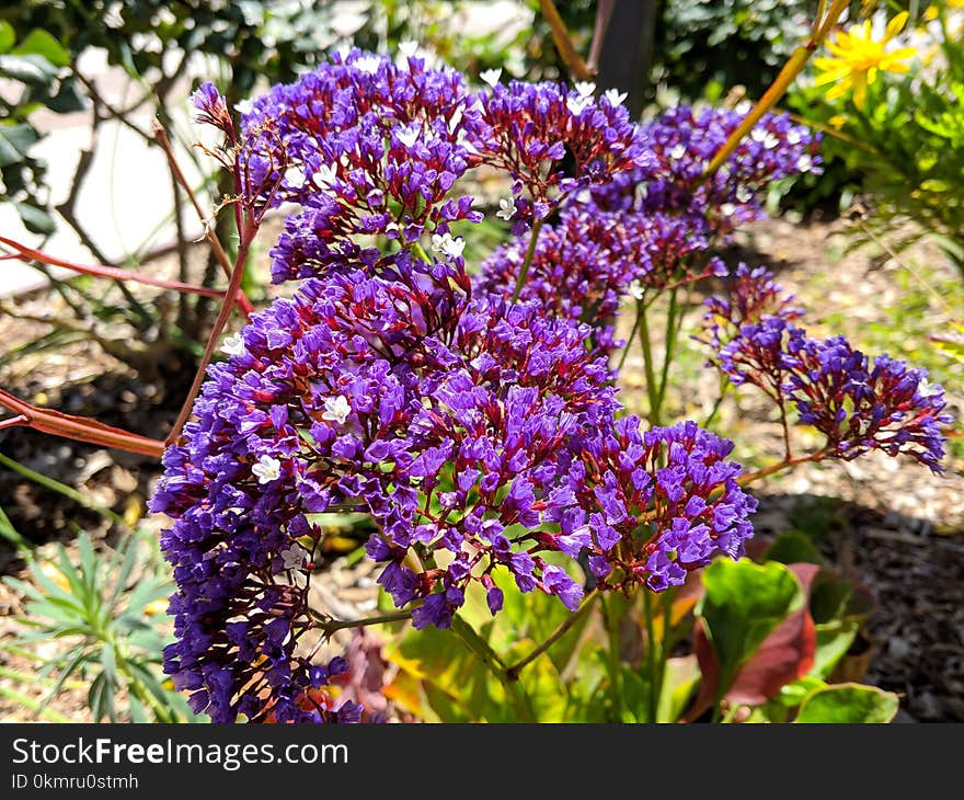 Flower, Plant, Purple, Flora