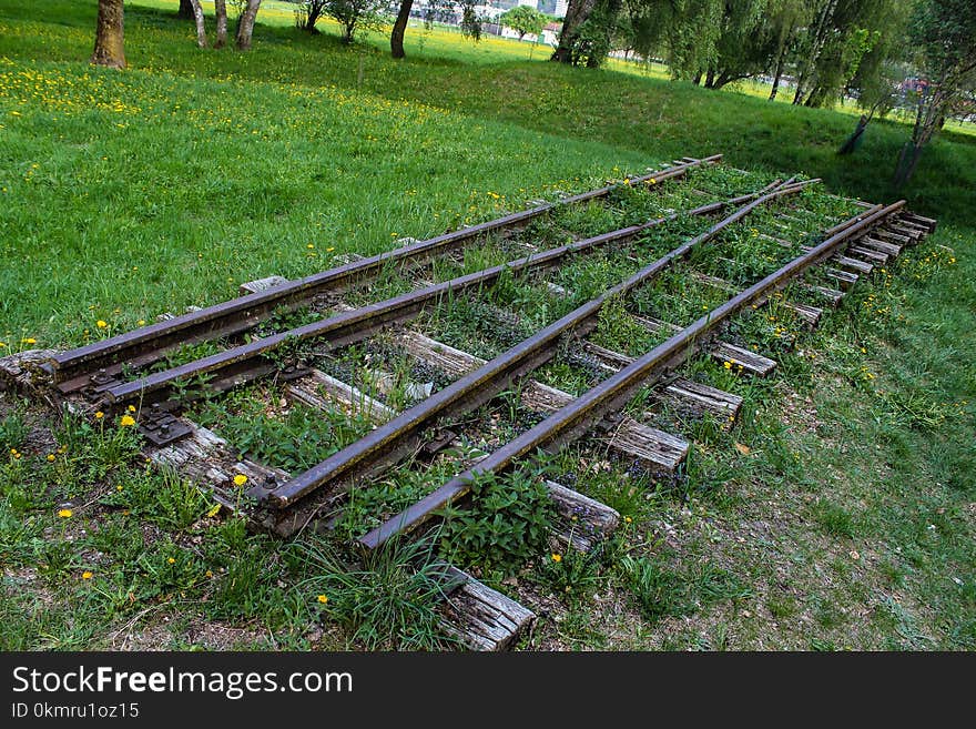 Track, Grass, Tree, Plant