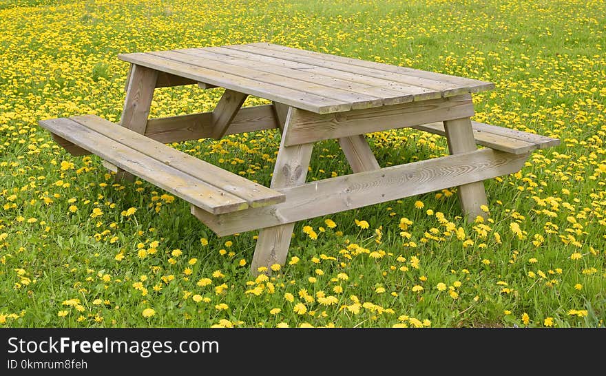 Furniture, Bench, Table, Grass