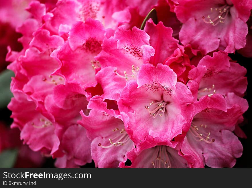 Flower, Pink, Flowering Plant, Woody Plant