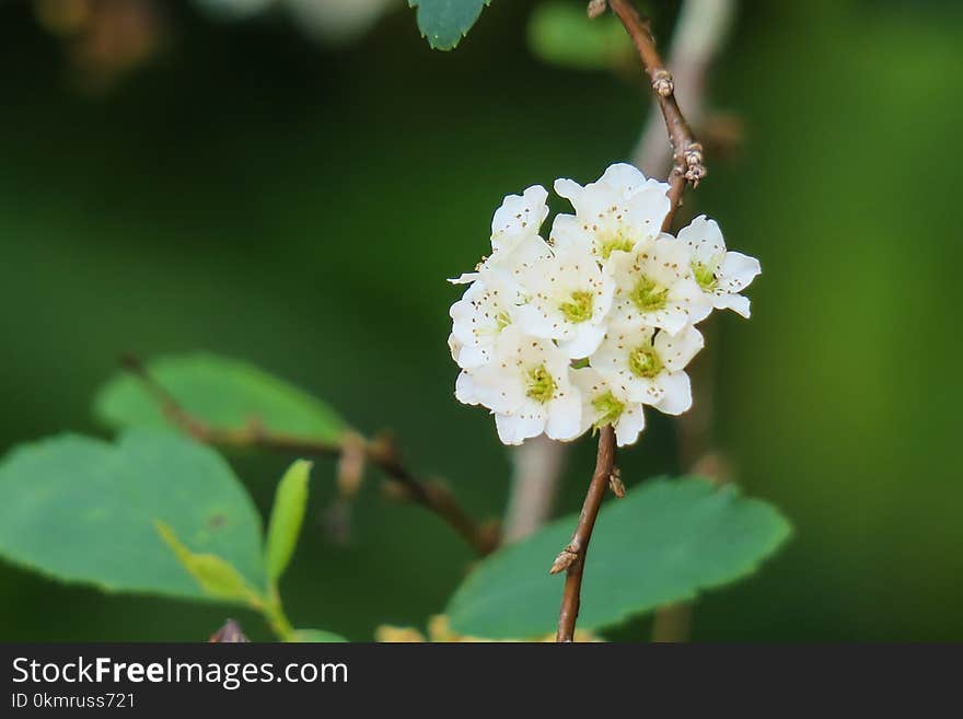 Flower, Spring, Blossom, Branch