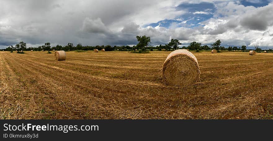 Hay, Field, Agriculture, Crop