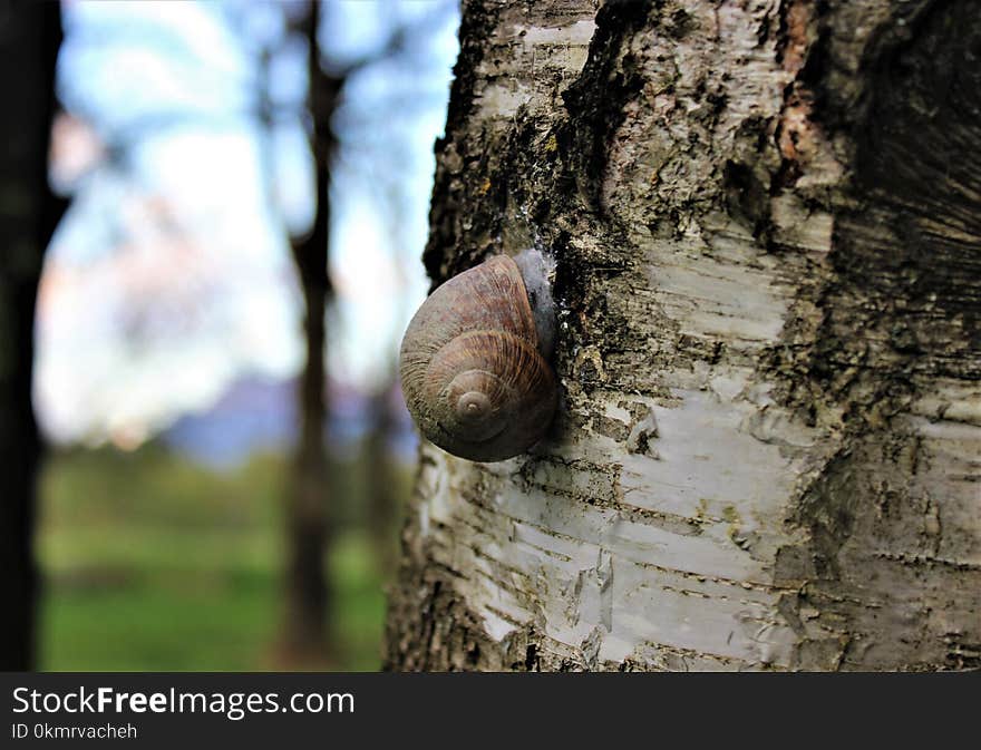 Tree, Snails And Slugs, Snail, Trunk