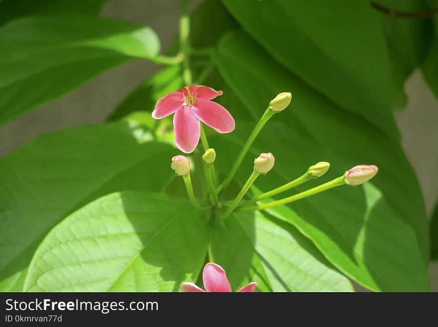 Plant, Flower, Flora, Leaf