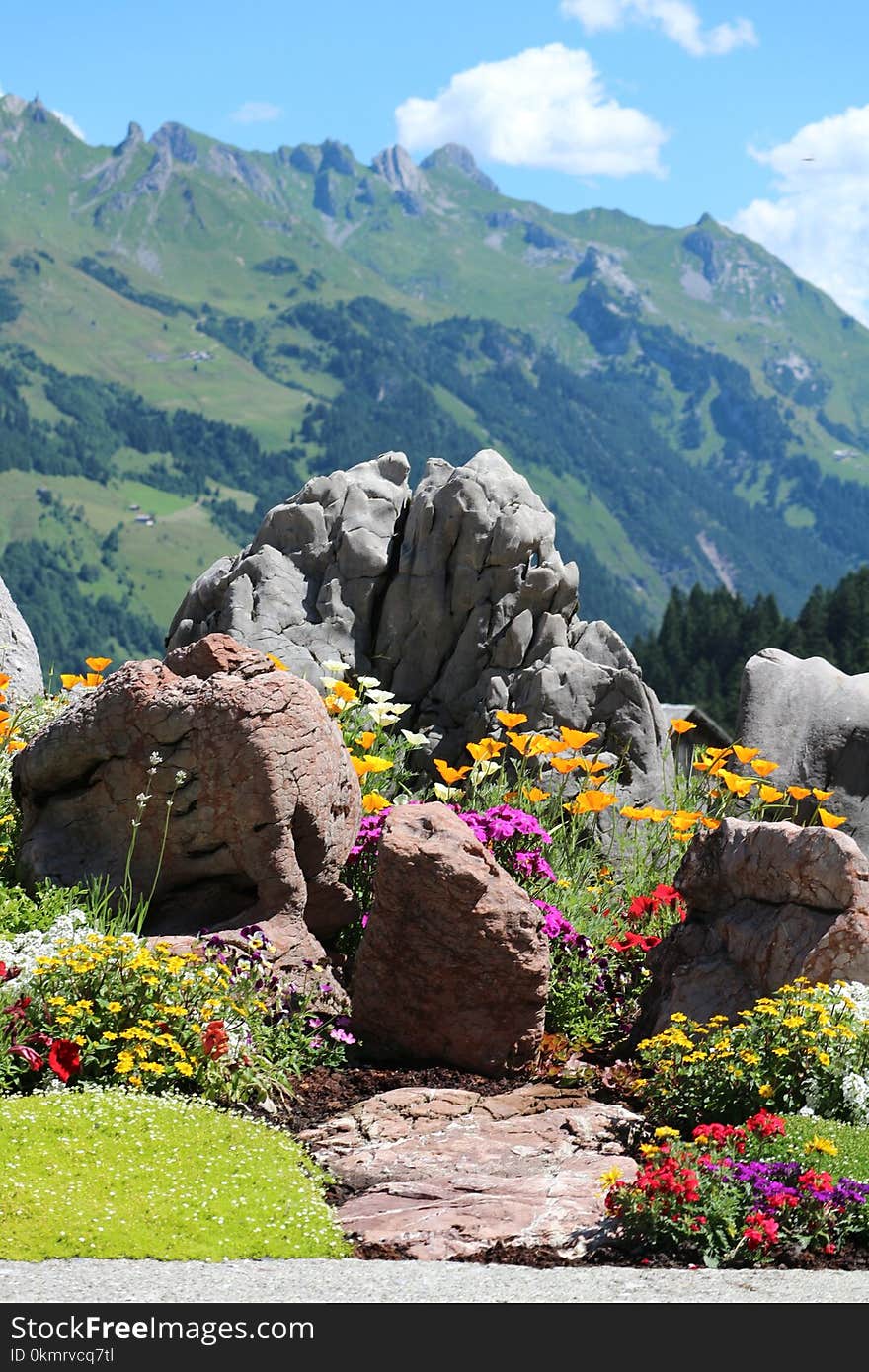 Flower, Nature, Mountainous Landforms, Mountain