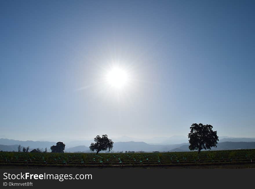 Sky, Daytime, Horizon, Tree