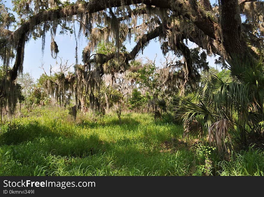 Vegetation, Tree, Ecosystem, Nature Reserve