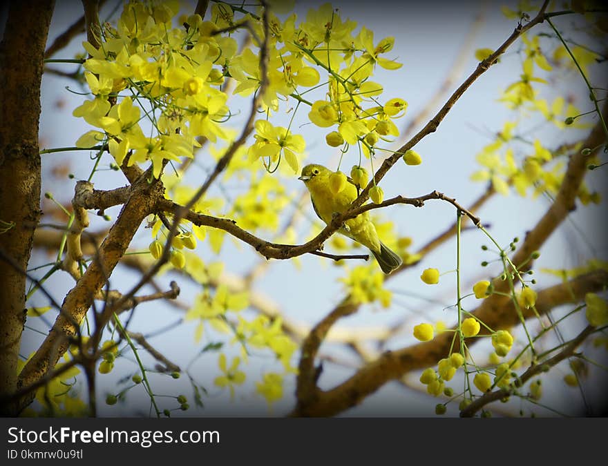 Branch, Yellow, Tree, Spring