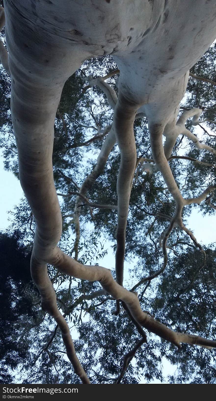 Tree, Water, Plant, Branch